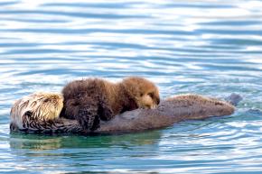 <p><strong>Fig. 6.28.</strong>&nbsp;(<strong>D</strong>) Sea otter (<em>Enhydra lutris</em>) mother with nursing pup, Morro Bay, California</p>
