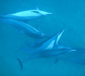 <p><strong>Fig. 6.30.</strong> Pod of spinner dolphins (<em>Stenella longirostris</em>) communicating during play, Lana‘i, Hawai‘i</p>
