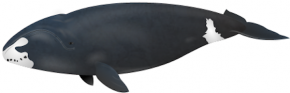 <p><strong>Fig. 6.6.</strong>&nbsp;(<strong>D</strong>) Drawing of a bowhead whale (<em>Balaena mysticetus</em>), a mysticete baleen-whale</p>
