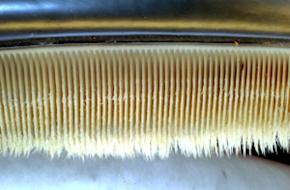 <p><strong>Fig. 6.7.</strong>&nbsp;(<strong>A</strong>) Close-up image of baleen inside the mouth of a mysticete whale</p>
