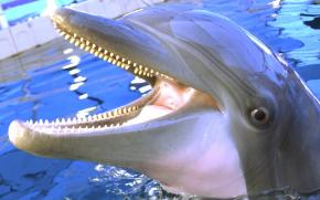 <p><strong>Fig. 6.7.</strong>&nbsp;(<strong>B</strong>) Bottlenose dolphin (<em>Tursiops truncatus</em>) showing sharp teeth</p>
