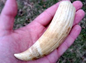 <p><strong>Fig. 6.7.</strong>&nbsp;(<strong>C</strong>) Sperm whale tooth</p>

