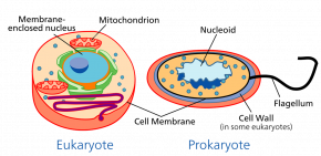 <p><strong>Fig. 7.10.</strong> Comparison of prokaryotic and eukaryotic cells (not to scale)</p>
