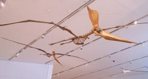 <p><strong>Fig. 7.12.</strong> <span style="line-height: 1.538em;">(<strong>C</strong>) Replica fossil skeletons of <em>Geosternbergia</em> sp., a flying pterosaur related to dinosaurs.</span></p>
