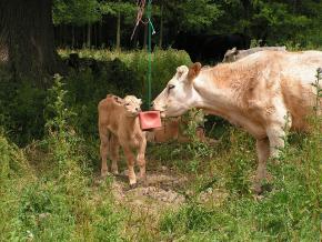 <p><strong>SF Fig. 2.3.</strong> (<strong>A</strong>) A cow and her calf licking a cube of salt.</p>
