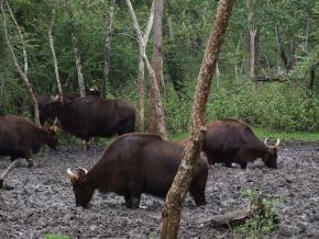 <p><strong>SF Fig. 2.3.&nbsp;</strong>(<strong>B</strong>) A wild herd of Indian bison, or gaur, at a natural salt lick, Rajiv Gandhi National Park, India.</p>
