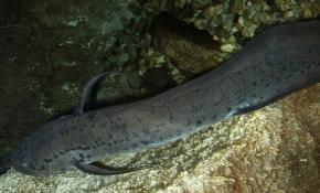 <p><strong>Fig. 4.14.</strong> (<strong>A</strong>) A lobe-finned lungfish</p>
