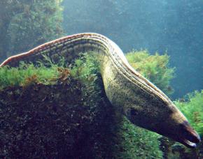 <p><strong>Fig. 4.21.</strong> (<strong>D</strong>) Eel (anguiliform-eel like)</p>
