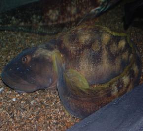 <p><strong>Fig 2.18.</strong> (<strong>A</strong>) An ocean pout (<em>Zoarces americanus</em>) at the New England Aquarium in Boston, Massachusetts. Antifreeze proteins in this fish species’ blood allow it to survive in the near-freezing water of the Northwest Atlantic ocean basin.</p>
