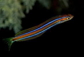 <p><strong>(B)</strong> The blue-lined sabertooth blenny (Plagiotremus rhinorhynchos) mimics the blue-striped cleaner wrasse by copying its dance but then biting the biting client instead of cleaning it</p>
