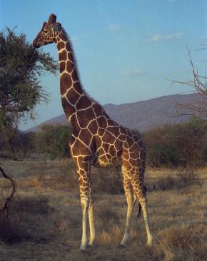 <p><strong>SF Fig. 1.6.</strong>&nbsp;(<strong>B</strong>) Lamarck proposed that individuals could acquire traits through will, such as a giraffe stretching its neck over time.</p>
