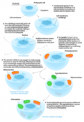 <p><strong>SF Fig. 2.4.</strong> The process of serial endosymbiosis is explained in the diagram above. Mitochondria and chloroplasts were likely created when a eukaryotic cell engulfed smaller, prokaryotic cell, which then became an organelle.</p>
