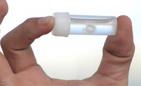 <p><strong>SF Fig. 3.3.</strong> Irukandji box jellyfish (<em>Malo</em> sp.) in glass vial</p>
