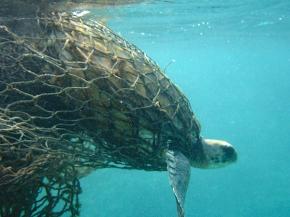 <p><strong>SF Fig. 3.3.</strong> (<strong>B</strong>) A green sea turtle is entangled in an abandoned fishing net.</p>
