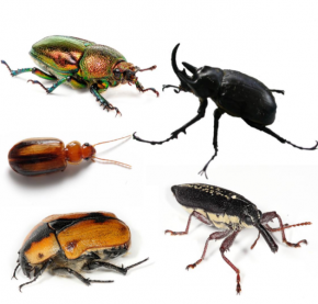<p><strong>SF Fig. 3.6. </strong>Representatives of order Coleoptera, the beetles</p>