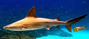 <p><strong>SF Fig. 4.1.</strong> (<strong>A</strong>) A sandbar shark (<em>Carcharhinus plumbeus</em>)</p>
