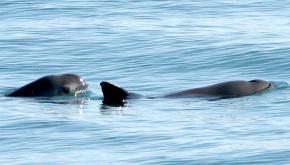 <p><strong>SF Fig. 6.2.</strong>&nbsp;(<strong>C</strong>) Two vaquita porpoises (<em>Phocoena sinus</em>), Gulf of California, Pacific ocean basin</p>
