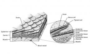 <p><strong>(B) </strong>A drawing of the skin and integumentary system of a fish, showing scales, epidermis, dermis, and muscle</p>
