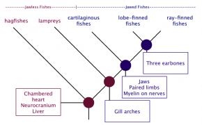<p><strong>Fig. 4.10.</strong>&nbsp;A phylogenetic tree showing how the major groups of fishes are related.</p>

