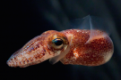 <p><strong>Fig. 3.13.</strong>&nbsp;(<strong>B</strong>) Cephalization in a Hawaiian bobtail squid (<em>Euprymna scolopes</em>; phylum Mollusca)</p>
