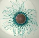 <p><strong>Fig. 3.25.</strong>&nbsp;(<strong>E</strong>) <em>Porpita porpita</em>, known as a Blue Button, a colony of hydroids surrounding a float.</p>
