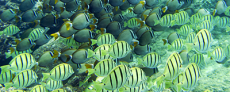 Schools of Convict Tangs and Whitebar Surgeonfish representing fish species