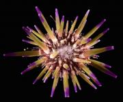 <p><strong>Fig. 3.87.</strong> (<strong>B</strong>) Short sharp spines on a reef urchin (<em>Echinometra viridis</em>)</p>