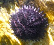 <p><strong>Fig. 3.87.</strong> (<strong>D</strong>) Flat plate spines on a <em>ha‘uke‘uke kaupali</em> or shingle urchin (<em>Colobocentrotus atratus</em>), Kewalo Basin, Oʻahu, Hawaiʻi</p>