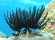 <p><strong>Fig. 3.96.</strong> (<strong>C</strong>) Feather star</p>