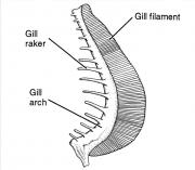 <p><strong>(C)</strong> A drawing of a gill showing gill filaments (oxygen absorption), gill arch (supporting structure), and gill rakers (comb like structure for filtering)</p>