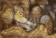 <p><strong>(B)</strong> A blenny hiding in coral</p>