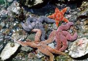 <p><strong>Fig. 4.7.</strong> (<strong>A</strong>) Starfish, or sea stars, are really echinoderms (not fish).</p>