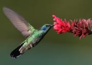 <p><strong>Fig. 5.34.</strong>&nbsp;(<strong>C</strong>) Mexican violetear hummingbird (<em>Colibri thalassinus</em>)</p>