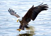<p><strong>Fig. 5.34.</strong>&nbsp;(<strong>F</strong>) Bald eagle (<em>Haliaeetus leucocephalus</em>) catching fish</p>