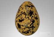 <p><strong>Fig. 5.36.</strong> (<strong>A</strong>) Greater painted-snipe (<em>Rostratula benghalensis</em>) egg</p>