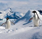 <p><strong>Fig. 5.37.</strong>&nbsp;(<strong>C</strong>) Adélie penguin (<em>Pygoscelis adeliae</em>), South Shetland Islands. Antarctica</p>