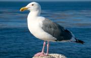 <p><strong>Fig. 5.40.</strong>&nbsp;(<strong>C</strong>) Western gull (<em>Larus occidentalis</em>), Monterey, California</p>