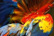 <p><strong>Fig. 5.42.</strong> (<strong>A</strong>) Colorful feather plumage on a scarlet macaw (<em>Ara macao</em>)</p>