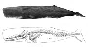 <p><strong>Fig. 6.11.</strong> (<strong>A</strong>) Sperm whale skeleton</p>