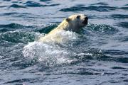 <p><strong>Fig. 6.9.</strong>&nbsp;(<strong>D</strong>) Polar bear (<em>Ursus maritimus</em>) swimming, Arctic ocean basin</p>