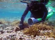 <p><strong>SF Fig. 2.6.</strong>&nbsp;(<strong>B</strong>) A diver gently removes alien algae from the reef and uses the Super Sucker vacuum to suck algae from the water.</p>