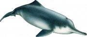 <p><strong>SF Fig. 6.1.</strong> (<strong>B</strong>) Baiji or Yangtze River dolphin (<em>Lipotes vexillifer</em>)</p>