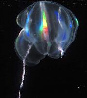 <p><strong>SF Fig. 9.5.</strong> (<strong>A</strong>) Ctenophores, a phylum of comb jellies</p>