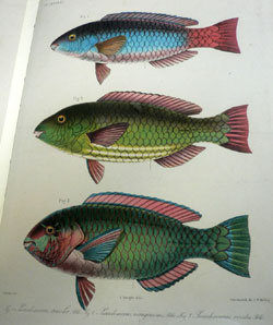 Library Treasures on the Bridge Color Fish Image