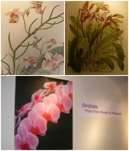 Orchid Exhibit Images
