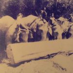 Dragging timber log by elephants