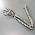 image of model of human arm skeleton