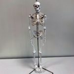 image of miniature model of human skeleton, 37 inches tall