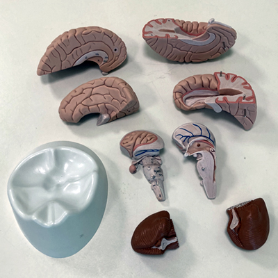 image of human brain showing eight major parts, along with stand