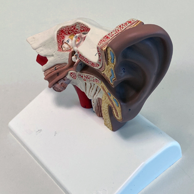 image of model of human ear showing internal structure
